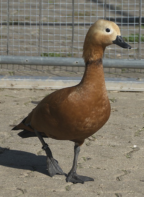 自然引来众